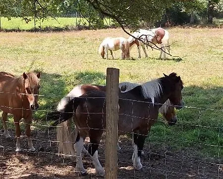 Campingplatz Mobil-home 6 Personnes 3 La Boissiere-de-Montaigu